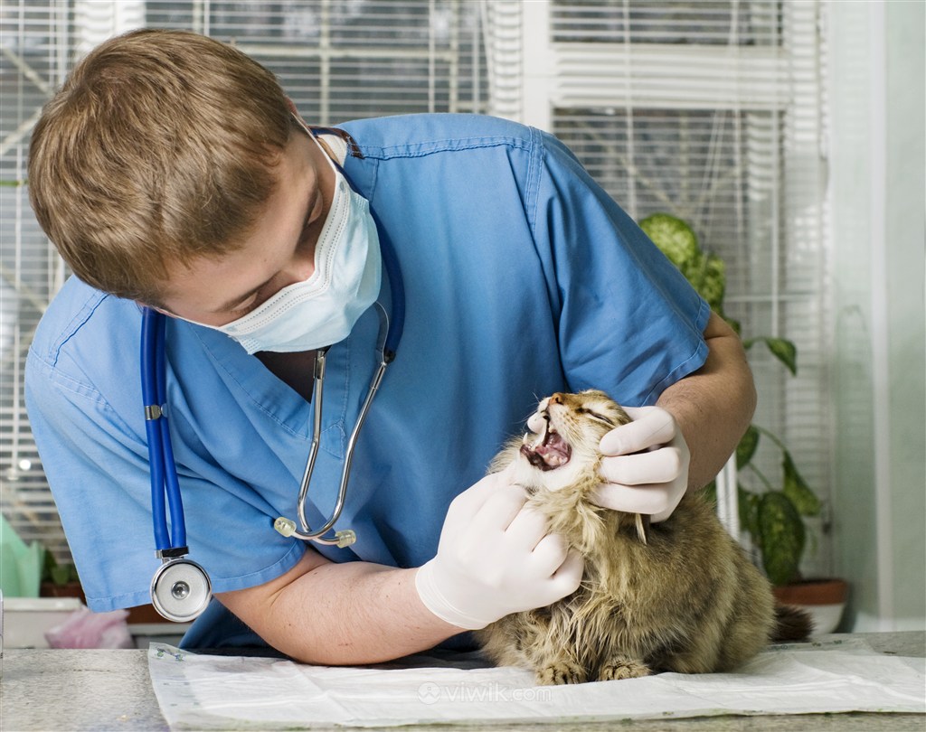 宠物医院医生看猫咪牙齿图片
