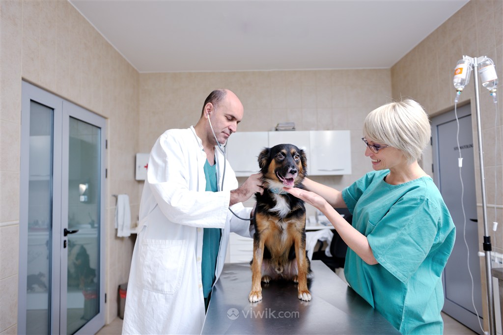 宠物医院医生护士对狗狗做身体检查图片