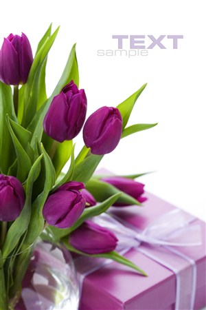 紫色郁金香花束和礼品包装盒鲜花图片
