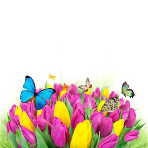 郁金香和花蝴蝶图片