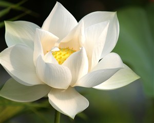 白色莲花植物图片
