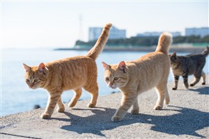 海邊巡邏的貓咪圖片
