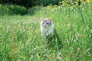 綠草地里白花貓貓咪圖片
