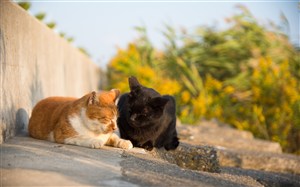 黑橘猫咪在野外晒太阳猫咪图片