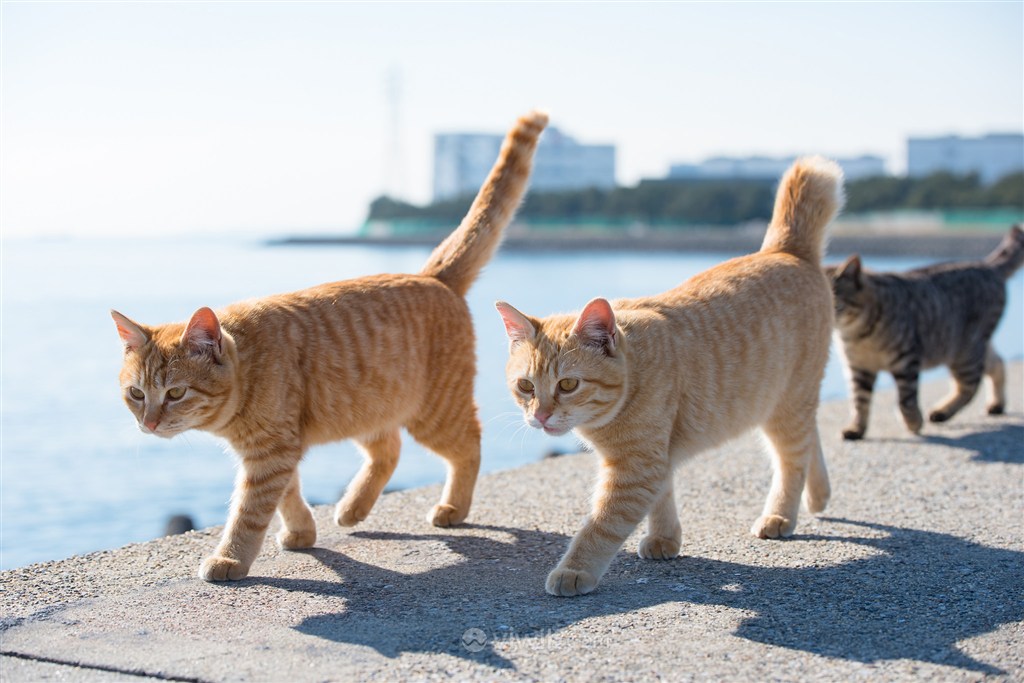海边巡逻的猫咪图片