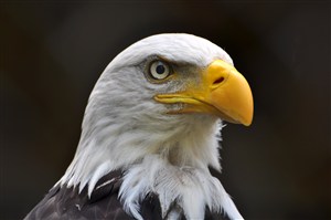 高清特写白头鹰美国吉祥鸟图片