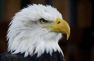 美国白头鹰鸟图片