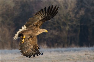 展翅飞翔的鹰鸟图片