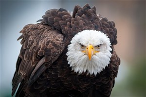 美国象征动物白头鹰鸟图片