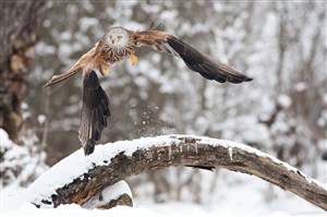 雪地里飞翔的老鹰鸟图片