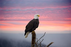 站在枯树上夕阳下的白头鹰鸟图片