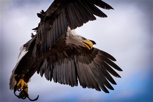 展翅高飞的老鹰鸟图片