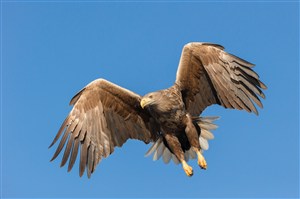蔚蓝天空中的老鹰鸟图片