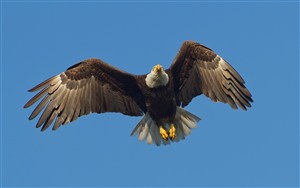 空中的老鹰鸟图片