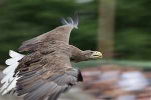空中滑翔的鹰鸟图片