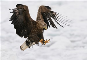 老鹰雪地捕猎野生动物鸟图片