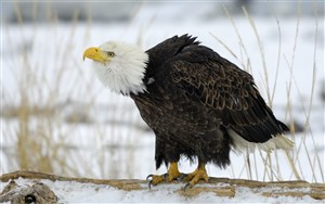 雪地里的白头鹰鸟图片