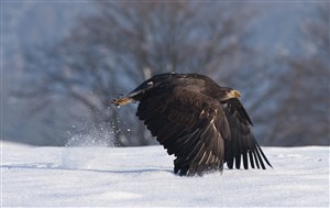 雪地起飞的老鹰鸟图片