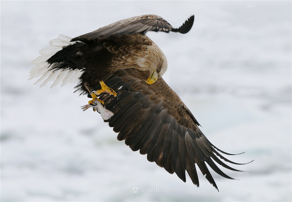 雪地里的老鹰鸟图片