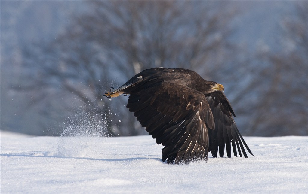 雪地起飞的老鹰鸟图片