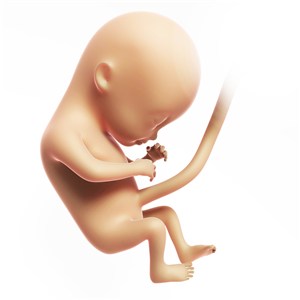 高清孕妇胎儿发育人体器官图片