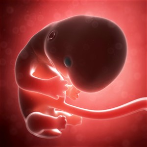 孕妇体内正常发育胎儿人体器官图片