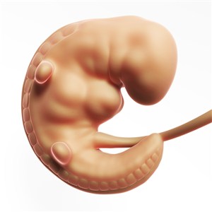 为发育完整的胎儿发育人体器官图片