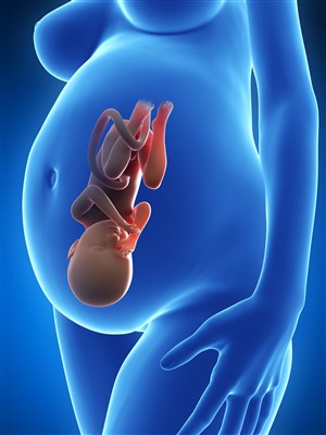 孕妇胎儿正确位置的人体器官图片