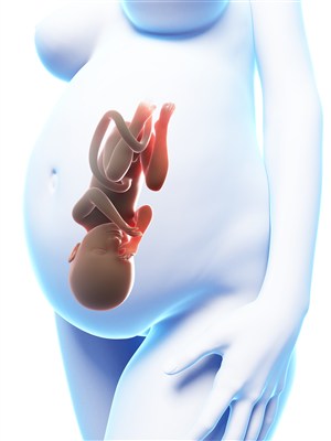 孕妇妈妈肚子里的胎儿发育人体器官图片