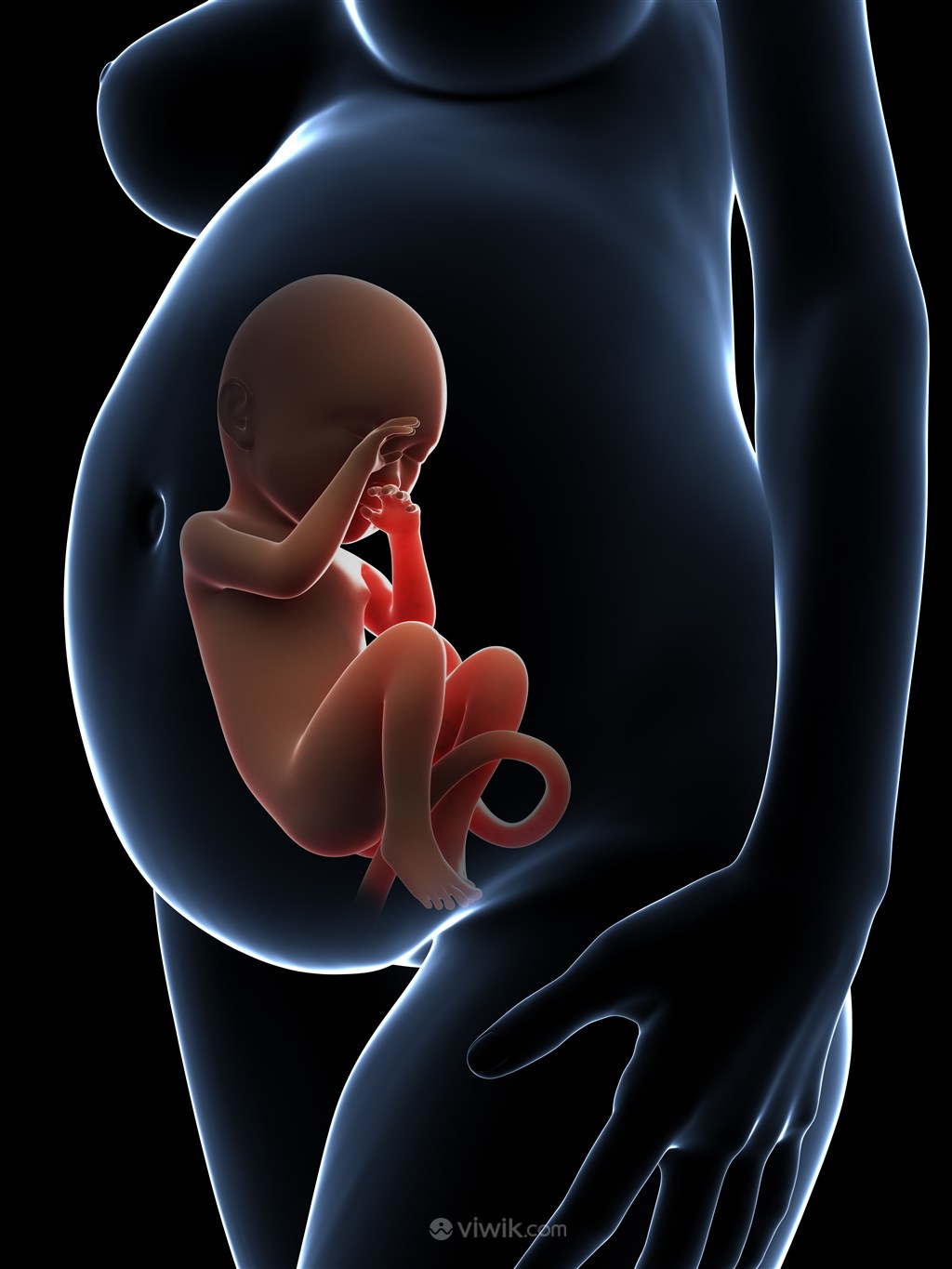 孕妇胎儿发育图片