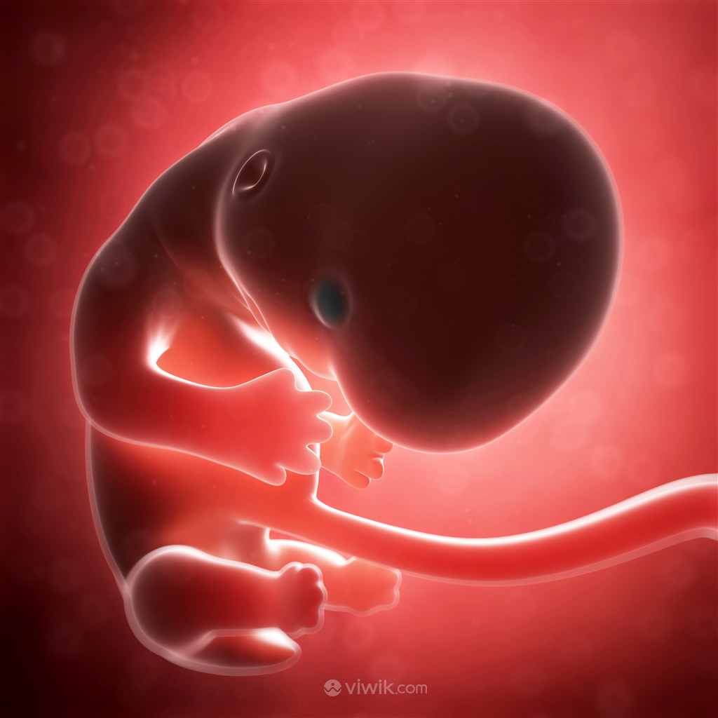 孕妇体内正常发育胎儿人体器官图片
