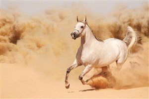 沙漠狂奔的骏马图片