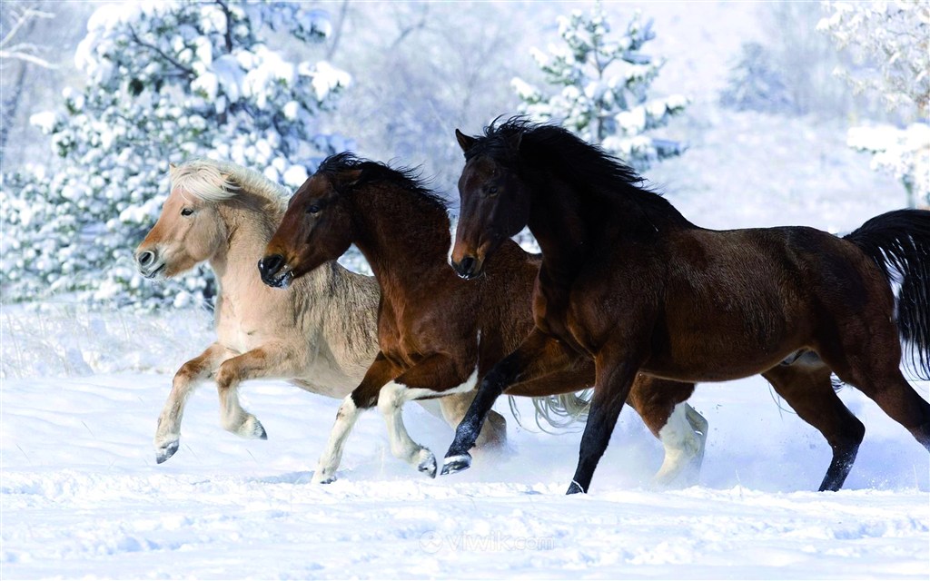 高清户外冬天雪地上奔跑的骏马图片