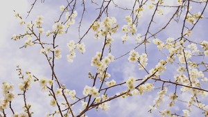 春季白色梅花桌面壁纸图片.jpg