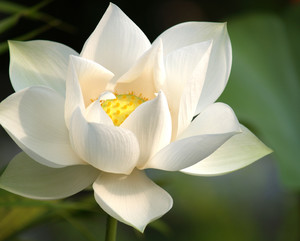 白色莲花植物图片.jpg