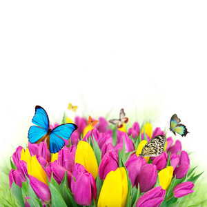 郁金香和花蝴蝶图片.jpg