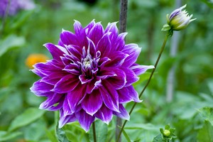 紫色絢麗的大麗花花卉大全圖片.jpg