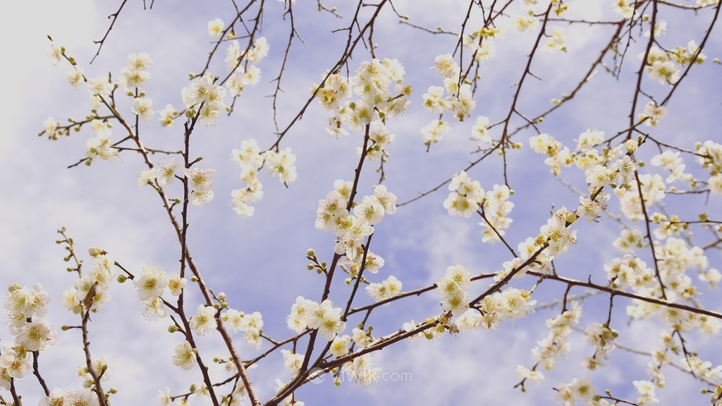 春季白色梅花桌面壁纸图片.jpg