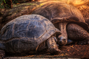 夕阳下的两只乌龟图片