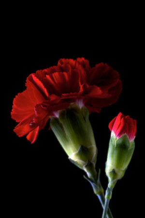 紅色康乃馨超高清鮮花圖片