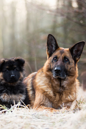 干草丛里的两只德国牧羊犬图片