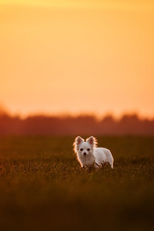 背光草地上的白色狗狗图片