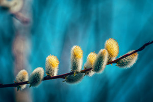 蓝色背景毛茸茸的植物图片