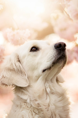 背光抬頭的白色狗狗攝影圖片