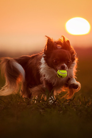 夕阳草地上玩球的狗狗图片