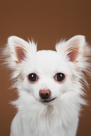 纯色背景白色狗狗摄影图片