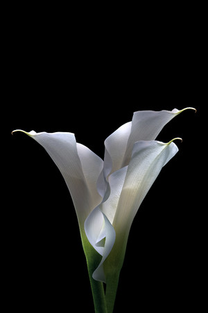白马蹄莲超高清鲜花图片