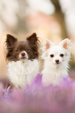 紫色花朵两只宠物狗摄影图片