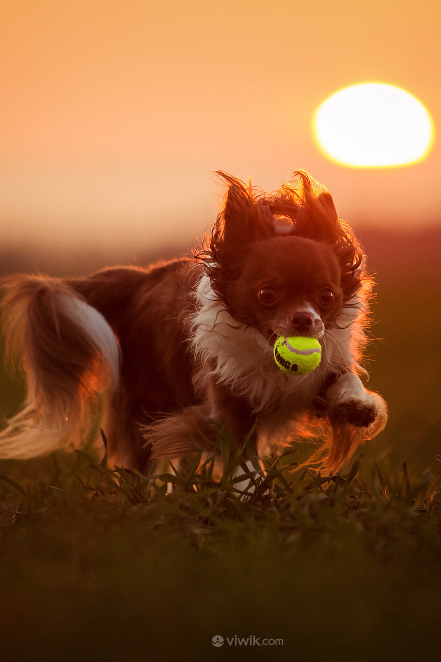 夕阳草地上玩球的狗狗图片