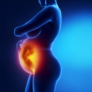 高清孕妇肚子里的胎儿发育人体器官图片